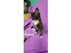 Adopt Lewey a Black & White or Tuxedo Domestic Shorthair / Mixed (short coat)