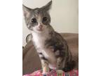 Adopt Marble a Gray or Blue (Mostly) Tabby (short coat) cat in Upper Saddle