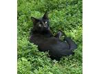 Adopt Ronny a All Black Domestic Shorthair / Mixed (short coat) cat in Phoenix