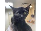 Adopt Twinkie a All Black Domestic Shorthair / Mixed cat in Riverside