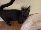 Adopt Bebe a All Black Domestic Shorthair / Mixed (short coat) cat in Phoenix
