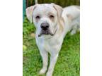 Adopt Chiquitin a White St. Bernard / Mixed dog in Anderson, IN (38915401)