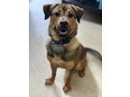 Adopt Tinker a Black Shepherd (Unknown Type) / Mixed dog in Anderson