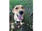 Adopt Mary a Labrador Retriever / Great Pyrenees / Mixed dog in Brooksville