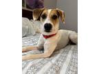 Adopt Broly a White - with Tan, Yellow or Fawn Hound (Unknown Type) / Mixed dog
