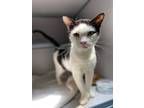 Adopt Zeke* a Domestic Shorthair / Mixed cat in Pomona, CA (38951698)