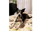 Adopt Moira a Black - with Gray or Silver Boston Terrier / Mixed dog in