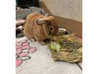 Adopt Oppie Hoppenheimer a American Fuzzy Lop / Mixed rabbit in Mipiltas