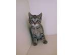 Adopt Owl- ADOPTED FTA a Brown or Chocolate Domestic Shorthair / Domestic