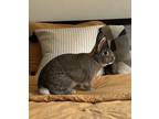 Adopt Flompers a American / Mixed rabbit in New York, NY (38951378)