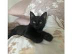Adopt Mirio a All Black Domestic Shorthair / Domestic Shorthair / Mixed cat in