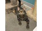 Adopt Cheryl a Brown or Chocolate Domestic Shorthair / Domestic Shorthair /