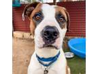 Adopt Bones a Brown/Chocolate Mixed Breed (Medium) / Mixed dog in Austin
