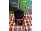Adopt Dudley a Black Pug / Mixed dog in Miami, OK (38950841)