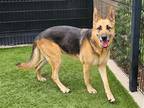 Adopt KIMI a Black German Shepherd Dog / Mixed dog in Tustin, CA (38950997)