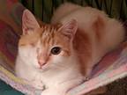 Adopt Penelope a Orange or Red (Mostly) Domestic Shorthair / Mixed (short coat)