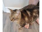 Adopt Aldus a Brown Tabby Domestic Mediumhair / Mixed (medium coat) cat in