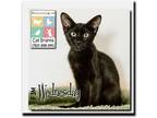 Adopt Wednesday a All Black Domestic Shorthair / Mixed (short coat) cat in Palm