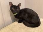 Adopt *Onyx a Domestic Shorthair / Mixed cat in Pomona, CA (38950082)