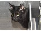 Adopt *Jet a Domestic Shorthair / Mixed cat in Pomona, CA (38950080)