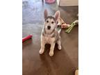 Adopt Sachi a Gray/Silver/Salt & Pepper - with White Siberian Husky / Mixed dog