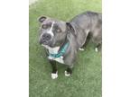 Adopt Queenie a American Pit Bull Terrier / Mixed dog in San Diego
