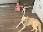 Adopt Ghost and Balto a Husky / Mixed dog in Scottsboro, AL (38949017)