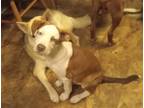 Adopt Gunner a Pit Bull Terrier / Collie / Mixed dog in Scottsboro