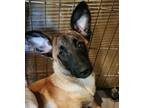 Adopt Lars a Brown/Chocolate - with Black Belgian Malinois / Mixed dog in