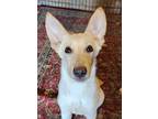 Adopt Vanilla a Tan/Yellow/Fawn German Shepherd Dog / Mixed dog in Lafayette