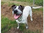 Adopt Cedric a Brindle - with White Hound (Unknown Type) / Mixed Breed (Medium)