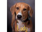 Adopt Lady a Treeing Walker Coonhound / Mixed dog in St. Francisville