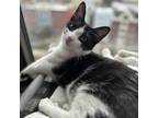 Adopt Tora a All Black Domestic Shorthair / Mixed cat in Staten Island
