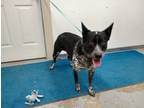 Adopt Astro a Black - with Gray or Silver Australian Cattle Dog / Mixed dog in