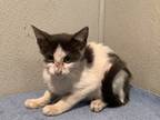 Adopt *catlyn* Front Lobby #24 a Domestic Shorthair / Mixed cat in Pomona