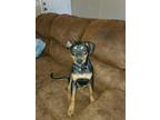 Adopt Duke a Miniature Pinscher / Manchester Terrier / Mixed dog in Scottsboro