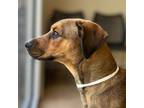 Adopt Jada a Hound (Unknown Type) / Shepherd (Unknown Type) / Mixed dog in