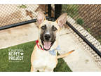 Adopt Crumbs a Tan/Yellow/Fawn Mixed Breed (Large) / Mixed dog in Kansas City