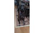 Adopt Lucy a Plott Hound / Labrador Retriever / Mixed dog in Baltimore