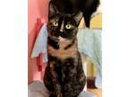 Adopt Macaroni a Tortoiseshell Domestic Shorthair / Mixed (short coat) cat in