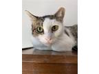 Adopt Kira a Gray or Blue (Mostly) Domestic Shorthair / Mixed (short coat) cat