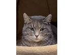 Adopt Maddie a Gray, Blue or Silver Tabby Domestic Shorthair / Mixed (short