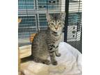 Adopt Eggo a Domestic Shorthair / Mixed cat in Troy, VA (38947710)