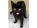 Adopt Gemini a Domestic Shorthair / Mixed cat in Lexington, KY (38923463)