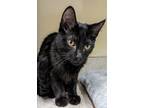 Adopt Aries a Domestic Shorthair / Mixed cat in Lexington, KY (38923462)