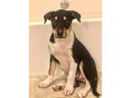 Adopt Barry Allen a Jack Russell Terrier / Mixed dog in Roswell, GA (38947400)
