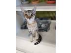 Adopt Mittens a Brown Tabby Domestic Shorthair / Mixed cat in Sicklerville