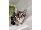 Adopt Mittens a Domestic Shorthair / Mixed cat in Sicklerville, NJ (38947389)
