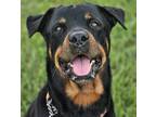 Adopt ORION a Black Rottweiler / Mixed dog in Port St Lucie, FL (38947114)