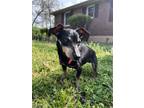 Adopt Ida a Black - with Gray or Silver Dachshund / Mixed dog in Nashville